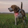 Pet Reflective Lights Worn By Dog